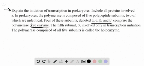 explain-the-initiation-of-transcription-in-prokaryotes-include-all-proteins-involved-a-in-prokaryote