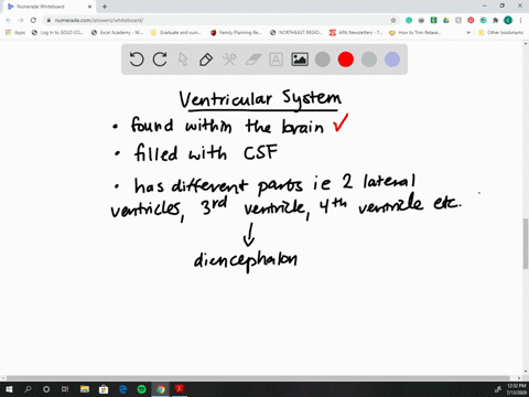 which-portion-of-the-ventricular-system-is-found-within-the-diencephalon-a-lateral-ventricles-b-thir