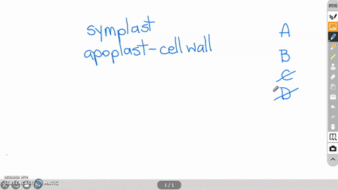Solved:which Structure Or Compartment Is Part Of The Symplast? (A) The  Interior Of A Vessel Element (B) The Interior Of A Sieve Tube (C) The Cell  Wall Of A Mesophyll Cell (D) Solved:which Structure Or Compartment Is Part Of The Symplast? (A) The  Interior Of A Vessel Element (B) The Interior Of A Sieve Tube (C) The Cell  Wall Of A Mesophyll Cell (D)