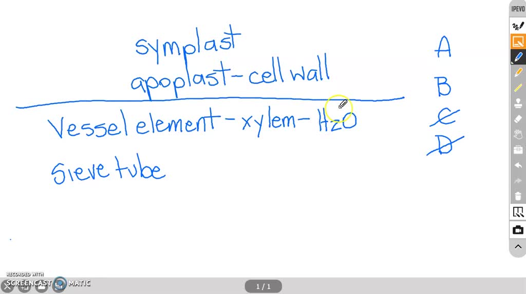 Solved:which Structure Or Compartment Is Part Of The Symplast?  \Begin{Equation}\Begin{Array}{L}{\Text { (A) The Interior Of A Vessel  Element }} \ {\Text { (B) The Interior Of A Sieve Tube }} \ {\Text { ( Solved:which Structure Or Compartment Is Part Of The Symplast?  \Begin{Equation}\Begin{Array}{L}{\Text { (A) The Interior Of A Vessel  Element }} \ {\Text { (B) The Interior Of A Sieve Tube }} \ {\Text { (