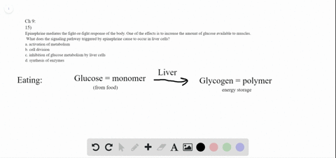 epinephrine-mediates-the-fight-or-fight-response-of-the-body-one-of-the-effects-is-to-increase-the-a