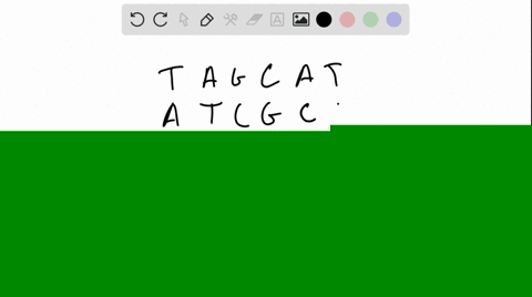 dna-mismatch-repair-enzymes-preferentially-repair-bases-on-the-newly-synthesized-dna-strand-using-th