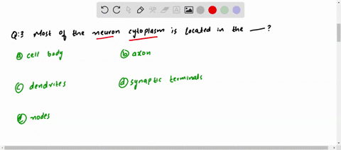 most-of-the-neuron-cytoplasm-is-located-in-the-a-cell-body-b-axon-c-dendrites-d-synaptic-terminals-e