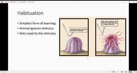 choose-from-the-terms-below-beginarrayltext-a-fixed-action-pattern-text-b-habituation-text-c-class-4
