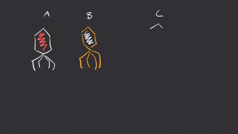 scientists-have-discovered-how-to-put-together-a-bacteriophage-w-ith-the-protein-coat-of-phage-a-and