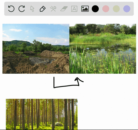 after-being-used-for-mining-what-was-once-a-deciduous-forest-is-replaced-by-grassland-to-be-used-for