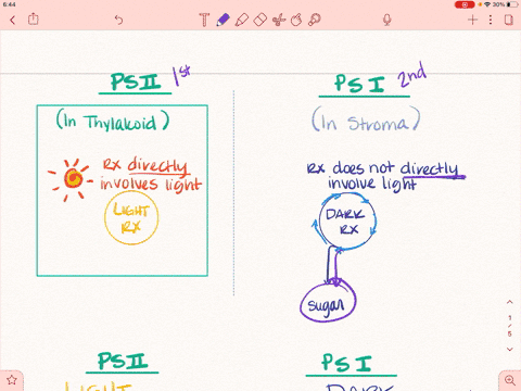 during-noncyclic-photosynthesis-photosystem-i-functions-to-and-photosystem-ii-functions-to-a-synthes
