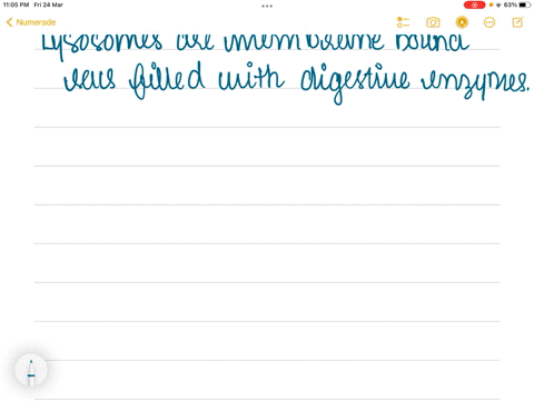 how-are-lysosomes-formed-what-is-their-function