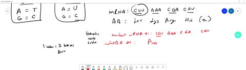 consider-the-following-segment-of-mrna-produced-by-the-nomal-order-of-dna-nucleotides-cuu-aaa-cga-ca