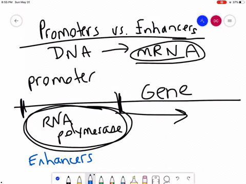 SOLVED:Describe the role of promoters, enhancers, silencers and ...