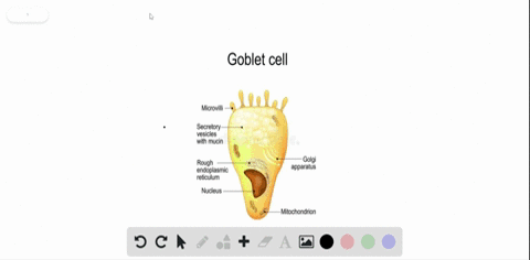 what-type-of-cells-produce-the-mucus-for-the-mucous-membranes-a-goblet-cells-b-macrophages-c-phagocy