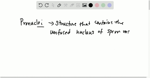 fusion-of-pronuclei-occurs-during-_______________-a-spermatogenesis-b-ovulation-c-fertilization-d-ca