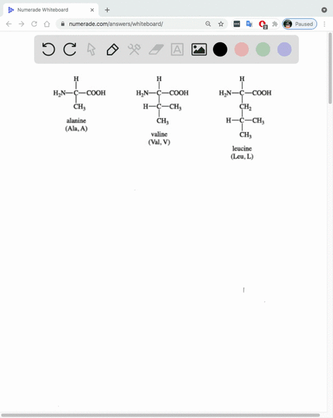 the-chemical-differences-between-one-amino-acid-and-another-is-due-to-which-of-the-following-a-amino