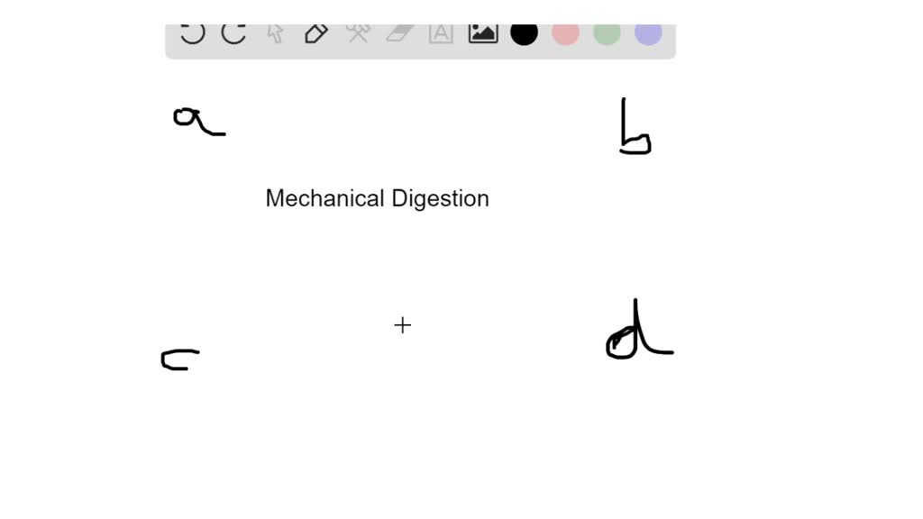 SOLVED:Mechanical digestion in the small intestine involves ...