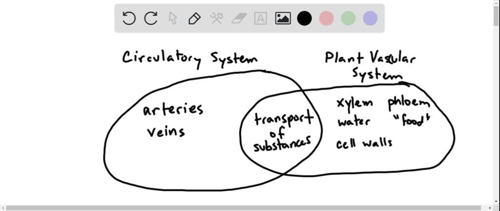 SOLVED: what is the similarities and difference between the plants transport  system and the human circulatory system