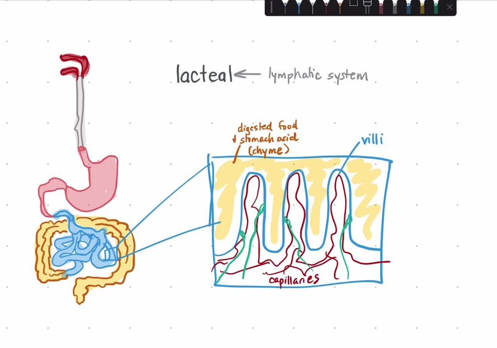 SOLVEDThe lacteal is found in the and is involved with . (A) stomach