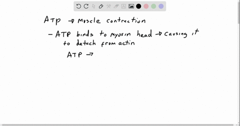 the-function-of-atp-during-muscle-contraction-is-to-a-cause-an-allosteric-change-in-myosin-so-it-d-2
