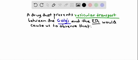 vesicle-transport-occurs-between-the-er-and-the-golgi-in-both-directions-lets-suppose-a-researcher-e