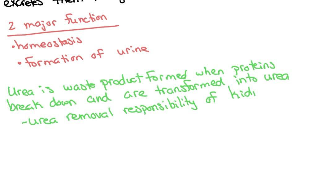 SOLVED:Explain six functions of the urinary system.