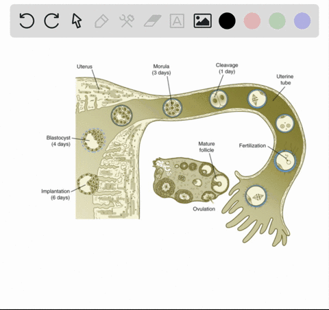 the-secondary-oocyte-in-humans-is-fertilized-in-the-a-uterus-b-vagina-c-oviduct-d-cervical-canal-e-o
