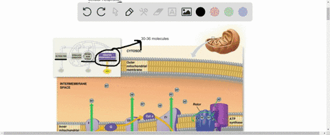 compare-and-contrast-fermentation-as-it-occurs-in-your-muscle-cells-and-in-yeast-cells-2