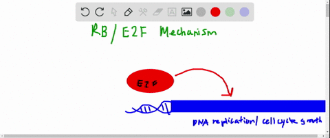 in-what-sense-is-mathrmprb-a-negative-regulator-of-mathrme-2-mathrmf-transcription-factors