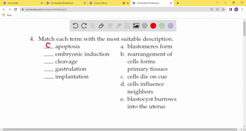 match-each-term-with-the-most-suitable-description-_____apoptosis-_____embryonic-induction-_____clea