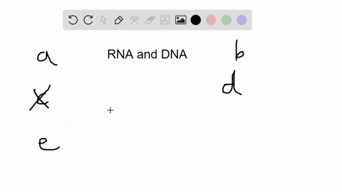 rna-differs-from-dna-because-a-rna-may-contain-the-pyrimidine-uracil-and-dna-does-not-b-rna-is-alw-2