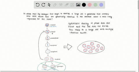 when-fruit-fly-embryos-first-begin-to-develop-a-large-cell-is-generated-that-contains-over-8000-nucl