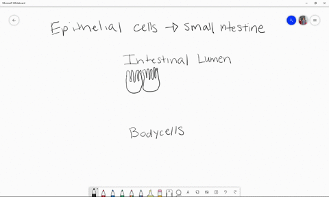 the-cells-in-this-sem-are-epithelial-cells-from-the-small-intestine-discuss-how-their-cellular-struc