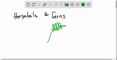 horsetails-and-ferns-are-______-plants-a-multicelled-aquatic-b-nonvascular-seed-c-seedless-vascular-