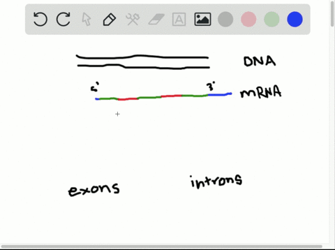 Solved:which Pre-Mrna Processing Step Is Important For Initiating  Translation? A. Poly-A Tail B. Rna Editing C. Splicing D. 7-Methylguanosine  Cap Solved:which Pre-Mrna Processing Step Is Important For Initiating  Translation? A. Poly-A Tail B. Rna Editing C. Splicing D. 7-Methylguanosine  Cap