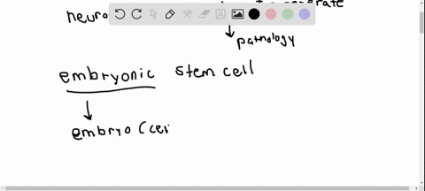 most-neurons-once-damaged-will-not-regenerate-the-use-of-embryonic-stem-cells-has-been-proposed-as-a