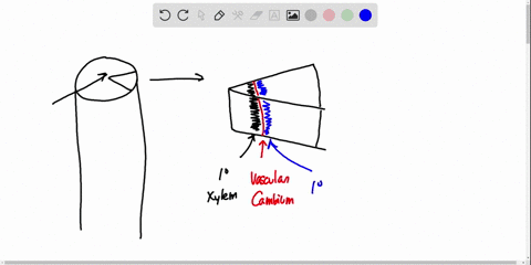 which-of-the-following-is-closest-to-the-center-of-a-woody-stem-explain-your-answer-a-vascular-cambi