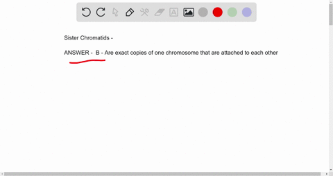 sister-chromatids-________-a-are-two-different-chromosomes-attached-to-each-other-b-are-exact-copies