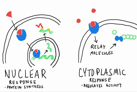 what-are-the-two-general-categories-of-cellular-responses-to-an-intercellular-signal