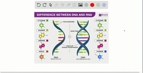 which-of-the-following-is-not-a-difference-between-dna-and-rna-a-dna-contains-thymine-whereas-rna-co