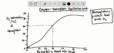 which-of-the-following-promotes-oxygen-release-from-hemoglobin-a-a-decrease-in-temperature-b-a-decre