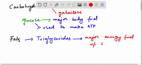 what-is-the-chief-contribution-of-each-of-these-in-the-body-carbohydrates-proteins-fats-fruits-and-2