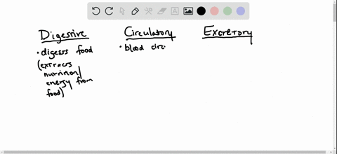 describe-how-the-circulatory-system-connects-the-digestive-system-with-the-urinary-system