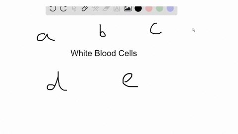 match-each-description-with-a-white-blood-cell-in-the-key-not-all-answers-will-be-used-key-a-lymphoc