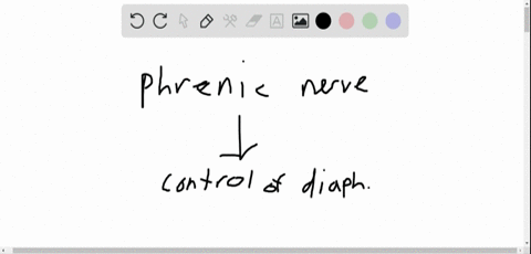 cutting-the-phrenic-nerves-will-result-in-a-air-entering-the-pleural-cavity-b-paralysis-of-the-diaph