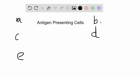 an-antigen-presenting-cell-a-can-be-a-cd8-t-cell-b-derives-from-a-phagocytic-cell-and-exposes-an-ant