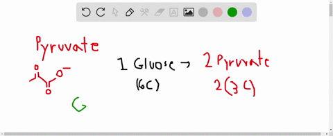questions-14-18-a-light-dependent-reactions-b-light-independent-reactions-c-krebs-cycle-d-glycolys-3