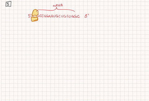 a-ribosome-binds-to-the-following-mrna-at-the-site-indicated-by-the-dark-box-at-which-codon-will-tra