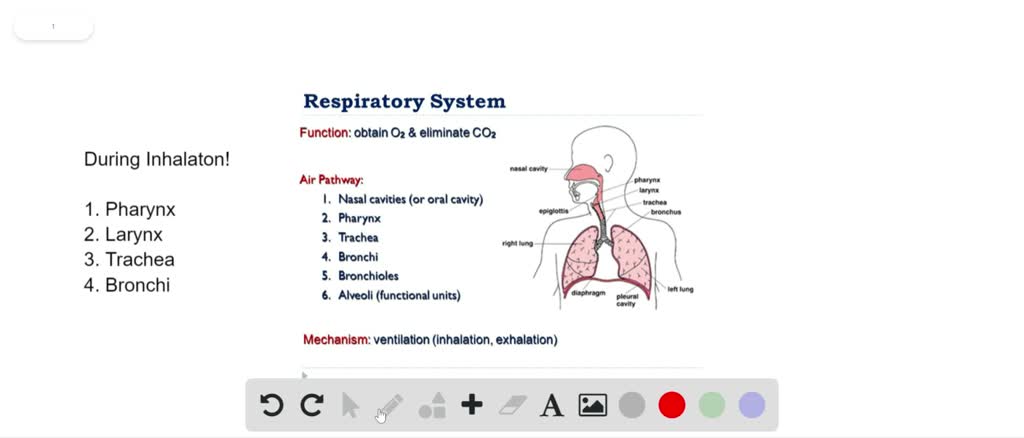 Which Of The Following Occurs During Inhalation SOLVED:Which of these correctly orders the structures through which air