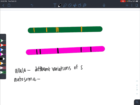 genes-on-the-same-chromosome-are-________-a-linked-b-identical-alleles-c-homologous-d-autosomes-e-al