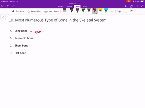 which-category-of-bone-is-among-the-most-numerous-in-the-skeleton-a-long-bone-b-sesamoid-bone-c-shor