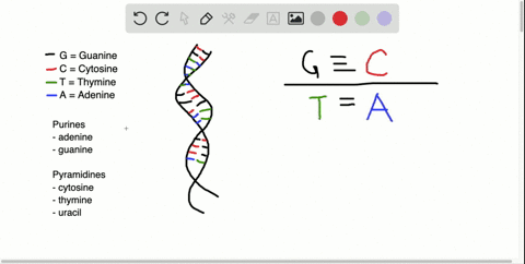 the-complementary-strands-of-dna-in-the-double-helix-are-held-together-by-hydrogen-bonds-g-equiv-c-o