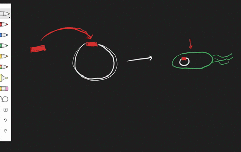 a-________-is-a-molecule-that-can-be-used-to-carry-a-fragment-of-dna-into-a-host-organism-a-cloning-